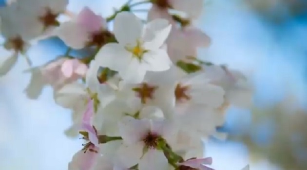 Irmo Cherry Blossom Festival Artists’ Day – New Irmo News